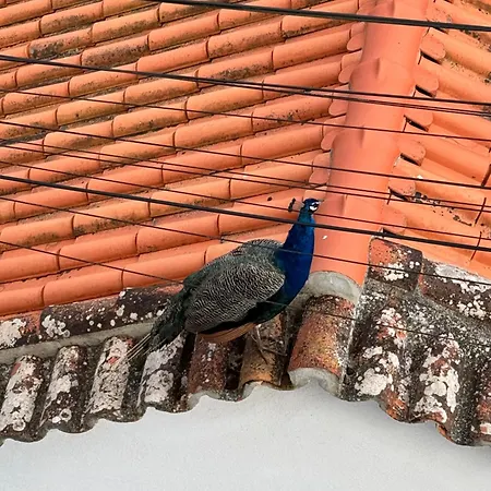 Lägenhet Foz Lagoon